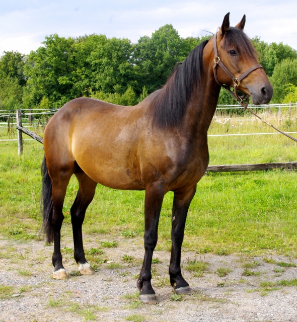 [PLACE] SAPRISTI TF Hongre 9 ans Mon joli poney......... 943905sapristie5