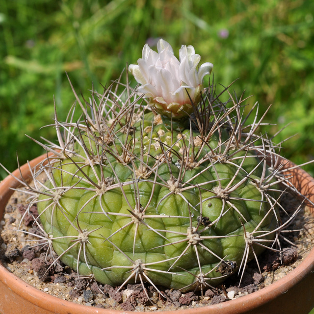 GYMNOCALYCIUM !!! - Page 5 944547pflanziivriograndense120620001