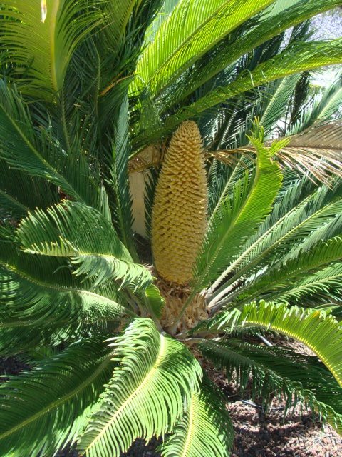 cycas - Page 2 945123DSC04618