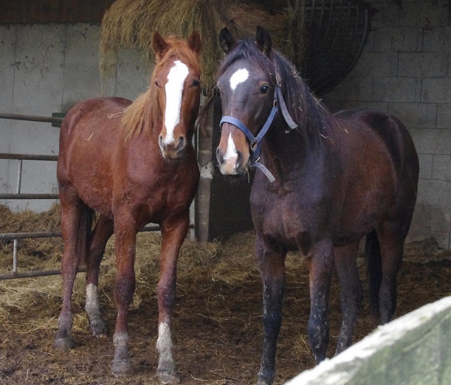 [PLACE JUSTME46] BALIOS Bientôt 2 ans Rêves d'alezan. 945167IMGP2886