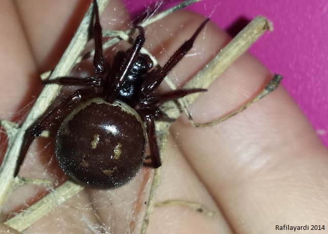 Steatoda grossa 94522720140802183331