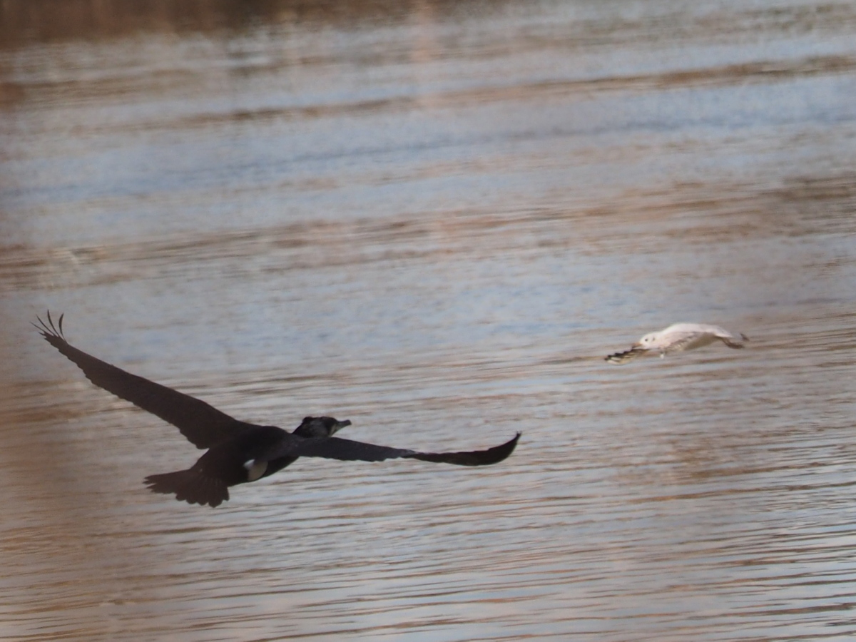 Cormoran au bord de l'Oise 946500cormoran2