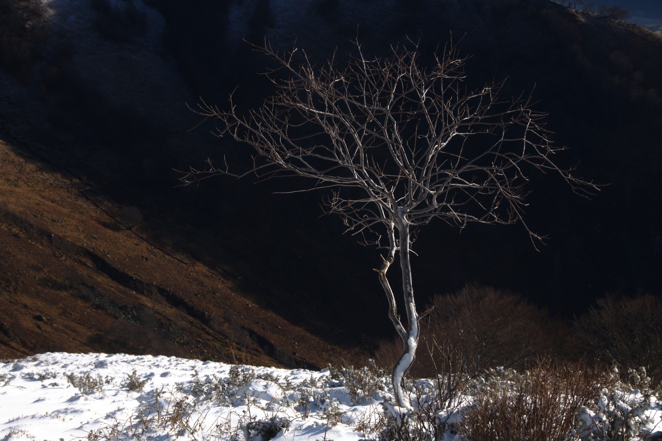 Une vie pyrénéenne de labrit des pyrénées - Page 9 948602cau0234