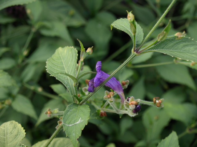 strobilanthes oui mais lequel 948892P9297162