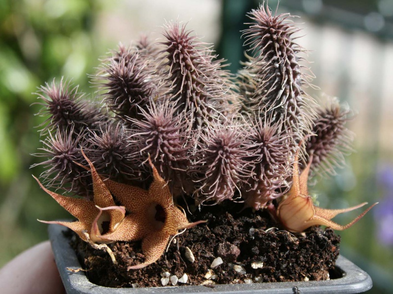 Huernia pillansii 951723huerniapillansiiplante