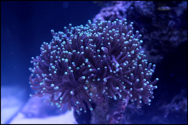 Micro Reef 120L 952132IMG0176