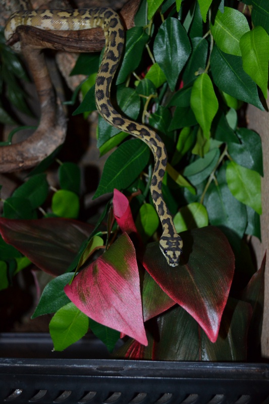 Morelia spilota variegata Irian Jaya [ Mon Wajah ] 953680DSC0281