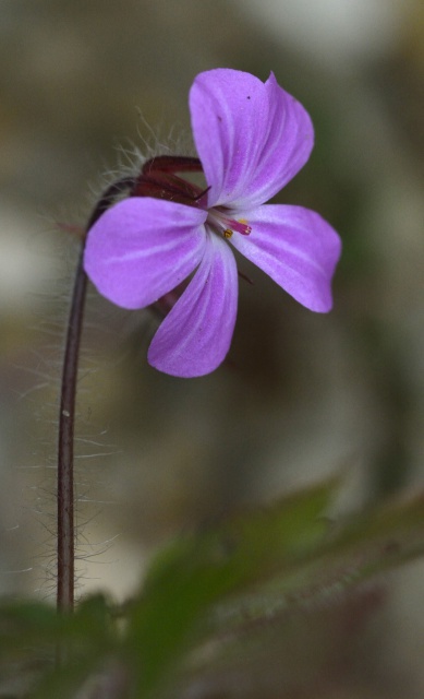 Geranium robertianum [identification] 954647fleurrose1