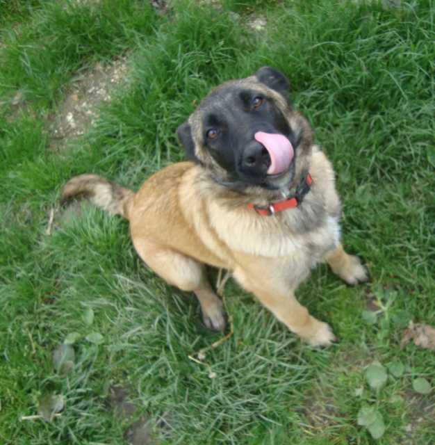 Votre chien de ferme,de maison,de co-pilote,de garde. - Page 4 955288DSC03584