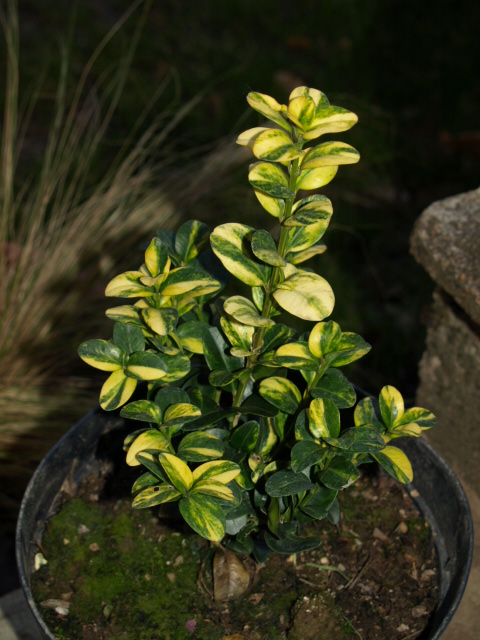 buxus sempervirens aureovariegata 955824PC228921