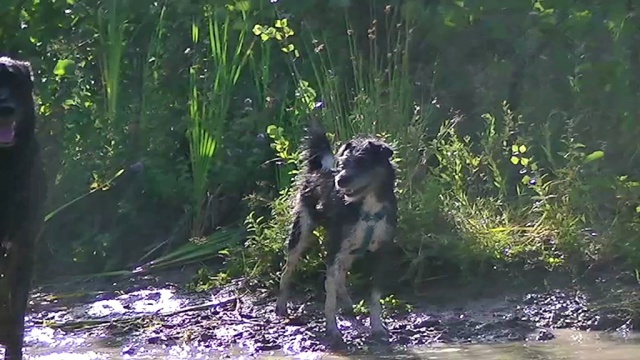 terrier - Trouvé petit croisé parson russell terrier/york dans le 81 956206vlcsnap2012081720h06m04s0