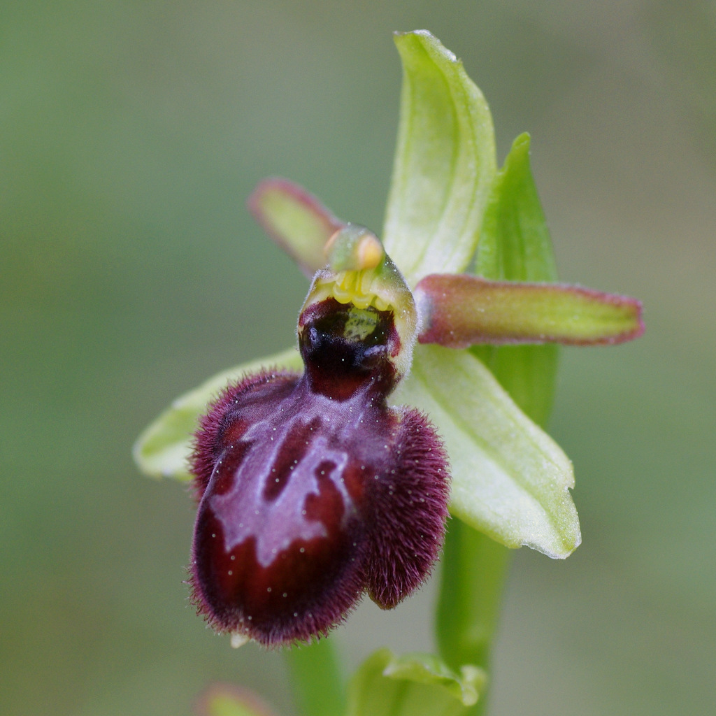 Ophrys arachnitiformis X incubacea (x kelleri) 956599IMGP6456