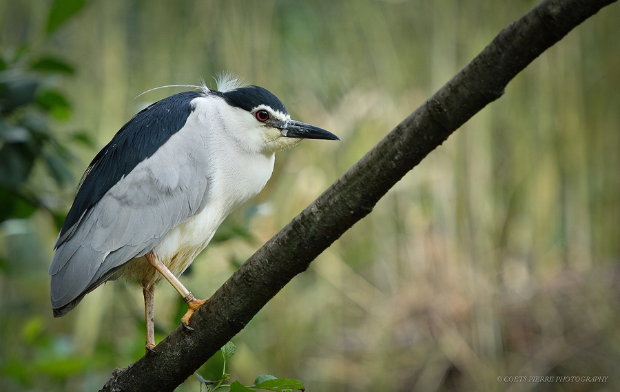 Sortie au Zoo d'Olmen (à côté de Hasselt) le samedi 14 juillet : Les photos - Page 2 957077D4D2934