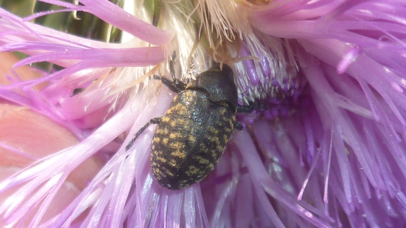 [Larinus sp.] Othiorhynque  958928P1040922