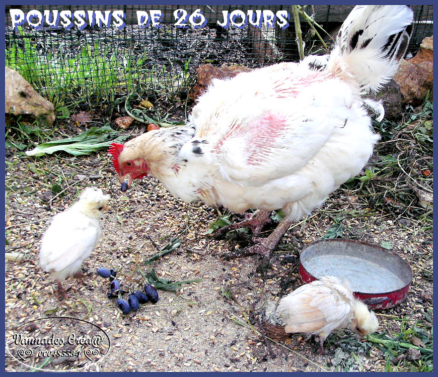 Poussins du 17 / 10 / 2015 960183poussinsde26jours