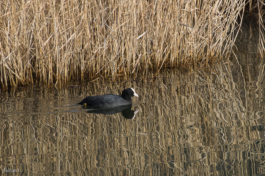 Un peu de magret de canard ou bouillon de poule 96064608012014sanstitretest1Pentax555