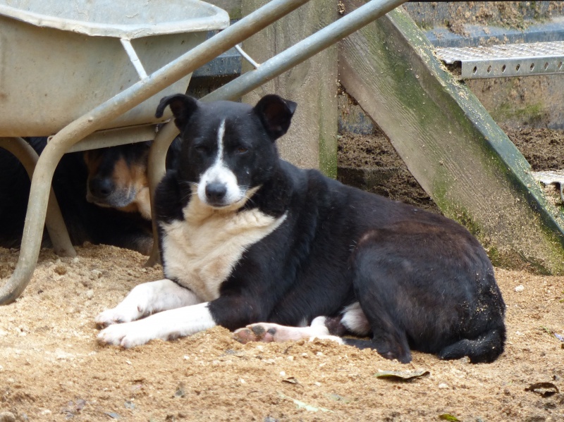 Elios, mâle, type Border Collie, né en 2009 - Page 2 961047Elios0228octobre2014