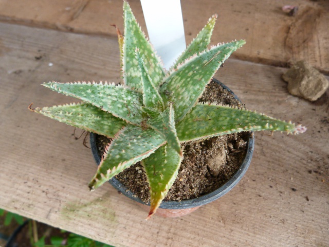 Aloe sp. x7  [identifications non terminées] 961163P1110623