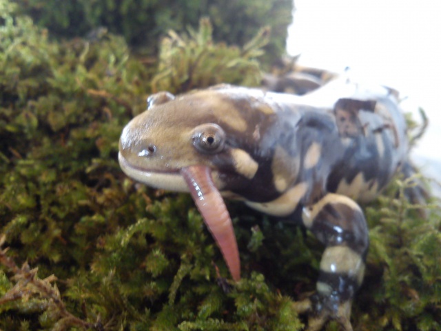 Couple d'Ambystoma mavortium d'Alexia... (Photos du 17 Octobre.) 962033037