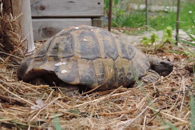 zig-zag : nos vénérables carapaces  9622662021