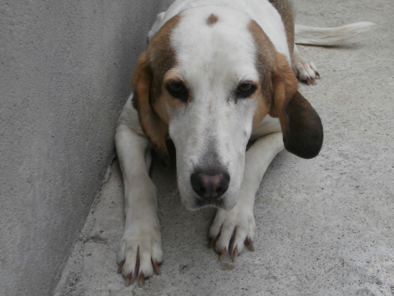 CAPUCINE - x anglo 5 ans - Sos Animaux à Le Broc (63) 962443P6102665