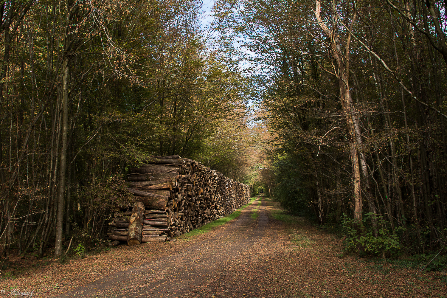 [fil ouvert] la forêt dans tous ses états - Page 7 966263DSC6669