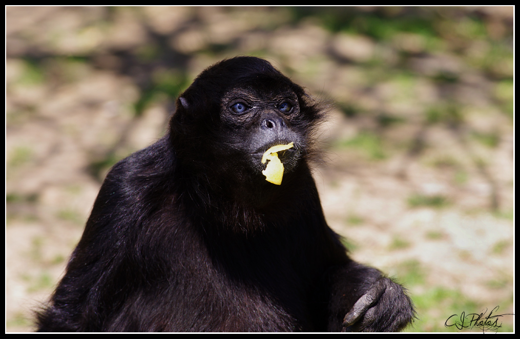 Bioparc - Parc animalier 966521IMGP3968