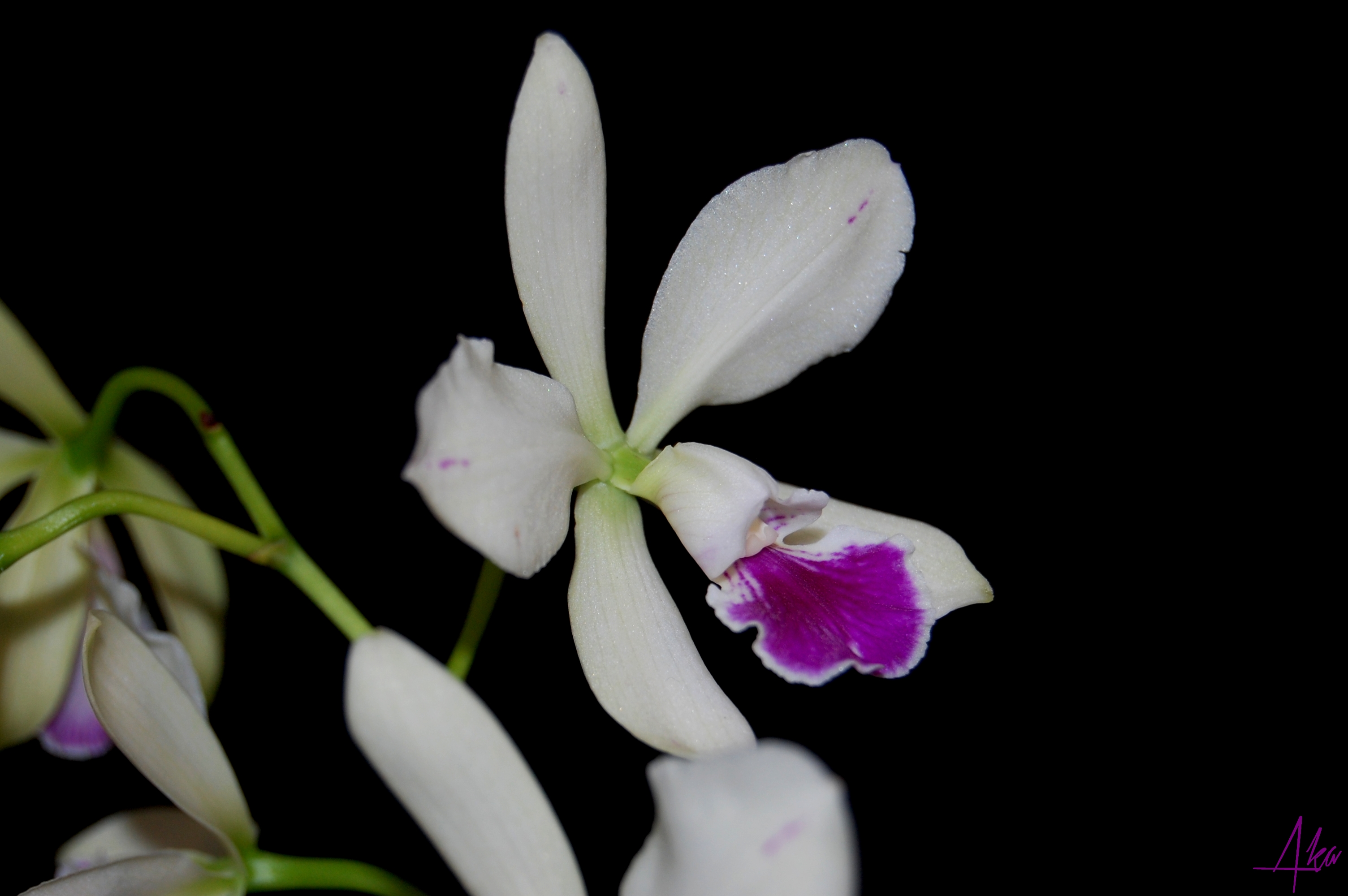 Catyclia El Hatillo (Encyclia tampensis x Cattleya mossiae) 967038myst2