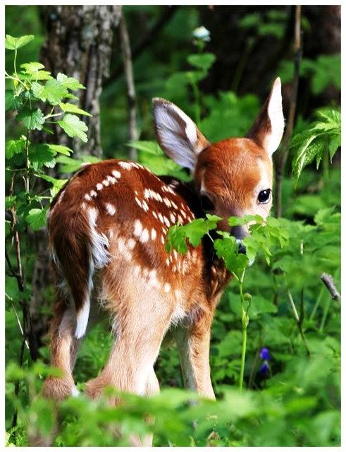 TENDRESSE !!! - Page 3 967923543657365675876869337952714413n