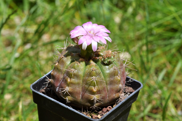 GYMNOCALYCIUM !!! - Page 5 968206damsii120617001