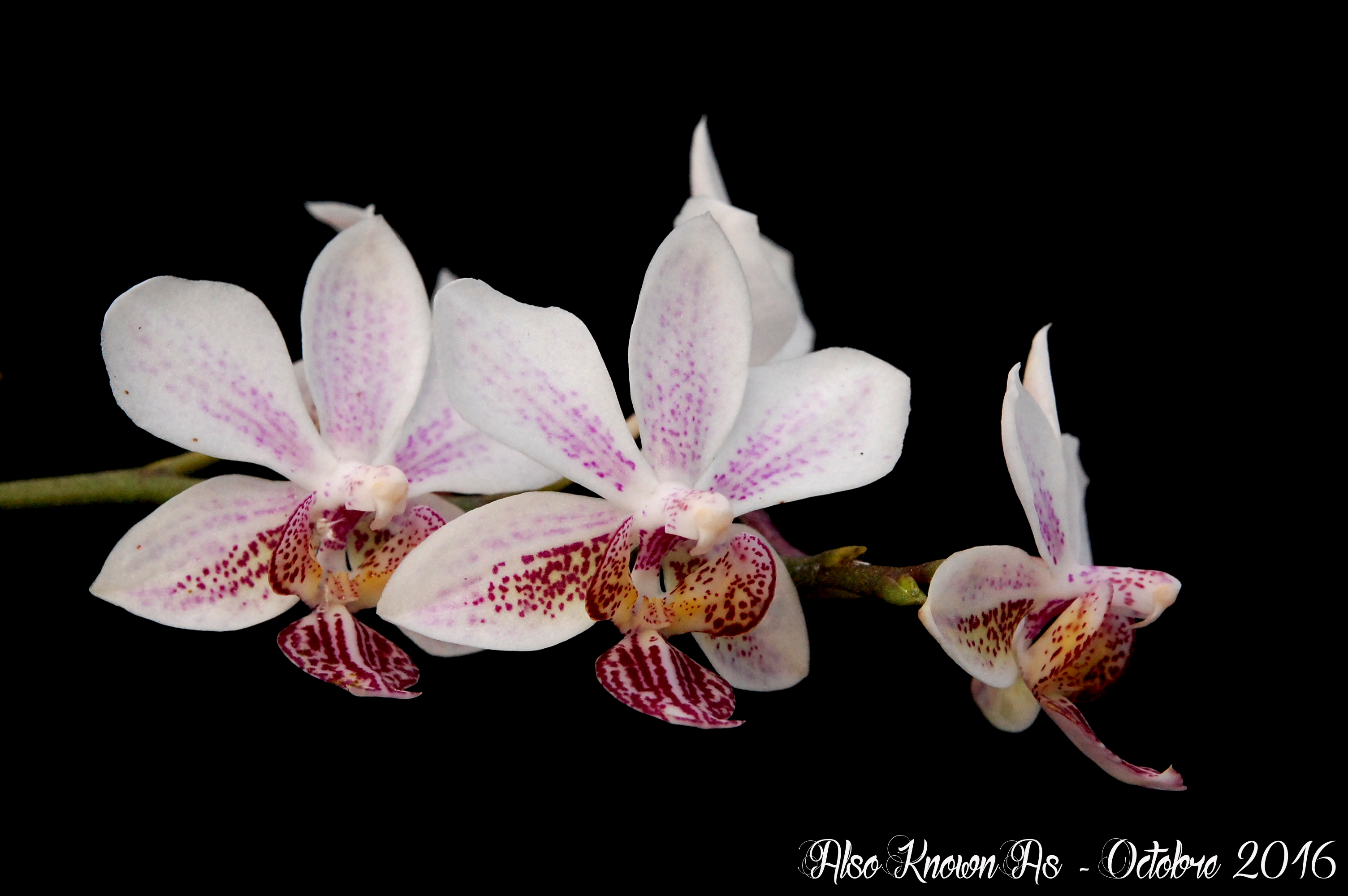 Phalaenopsis finleyi x stuartiana var. punctatissima 968651stufinleyi