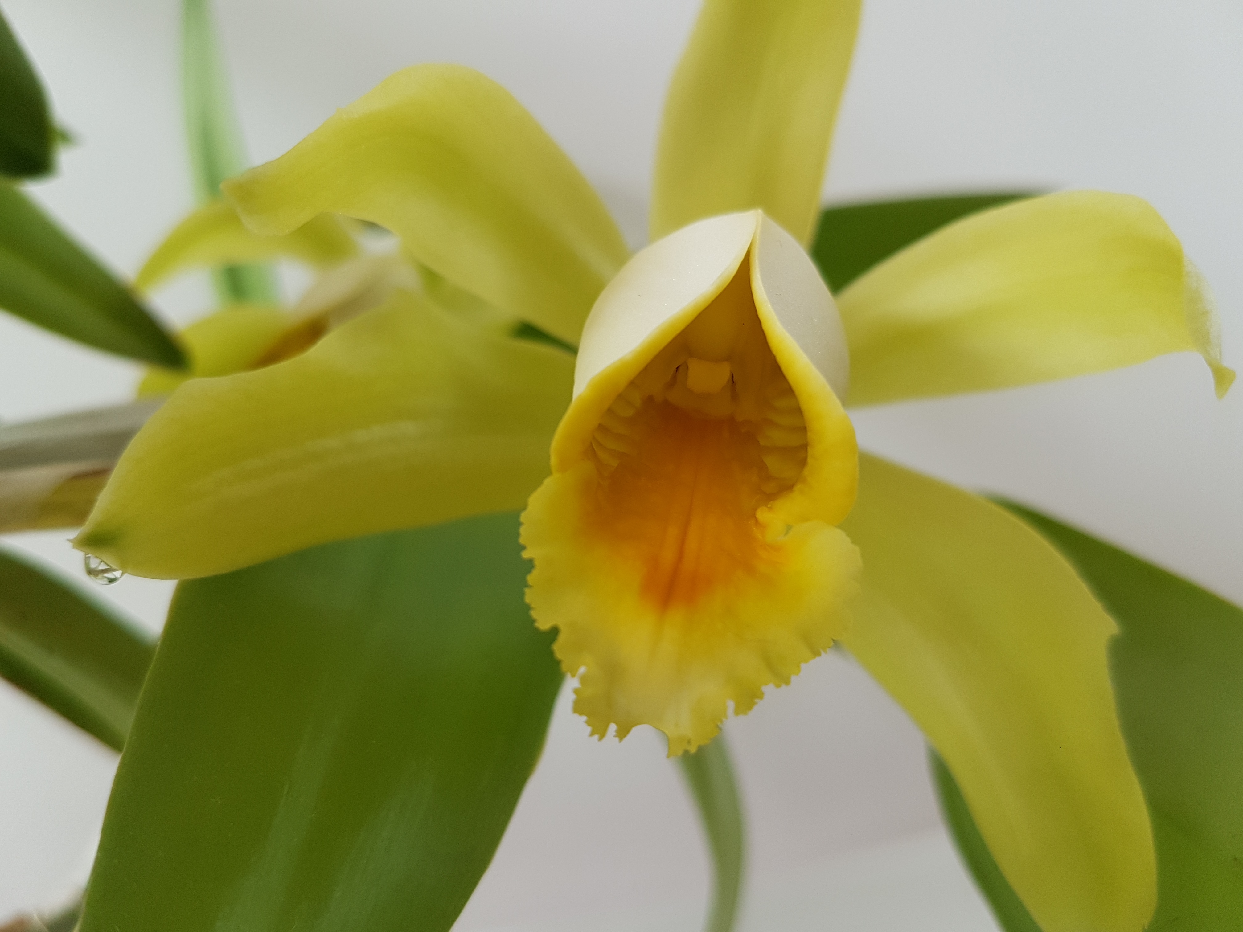 Cattleya forbesii f. aurea 96907220170603151111