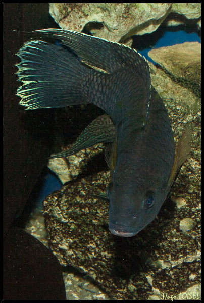 Coelotilapia  joka (Tilapia) - Page 5 969739IMG0029border