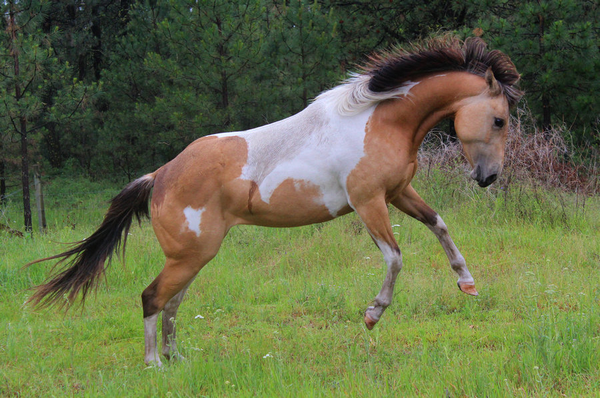 Entraînement endurance et vitesse [EN COURS] 970521663