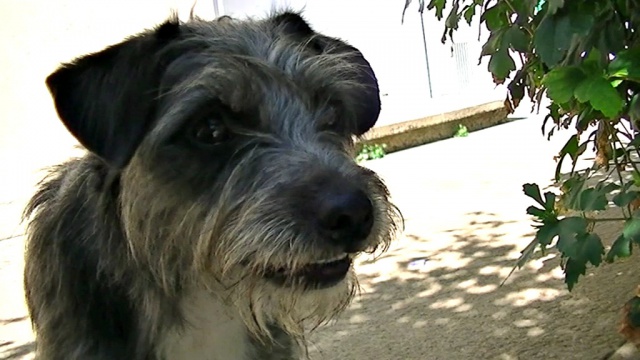 Trouvé petit croisé parson russell terrier/york dans le 81 972050vlcsnap2012081411h02m47s0