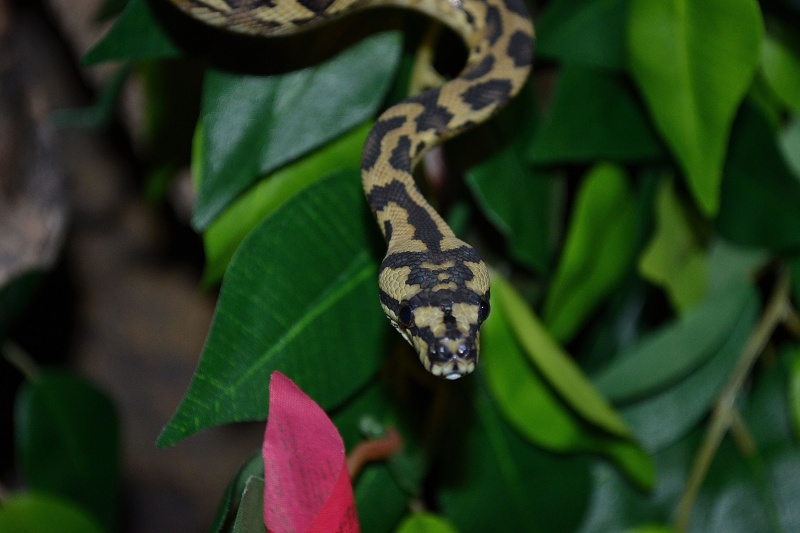 Morelia spilota variegata Irian Jaya [ Mon Wajah ] 972753Waajah