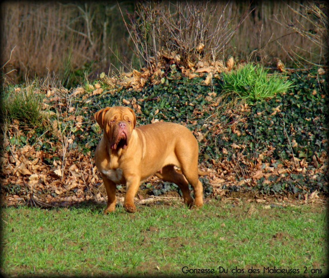 dogue - disponible, très joli chiot femelle Dogue de Bordeaux de 2 mois 97321569595395642573862390941542012n