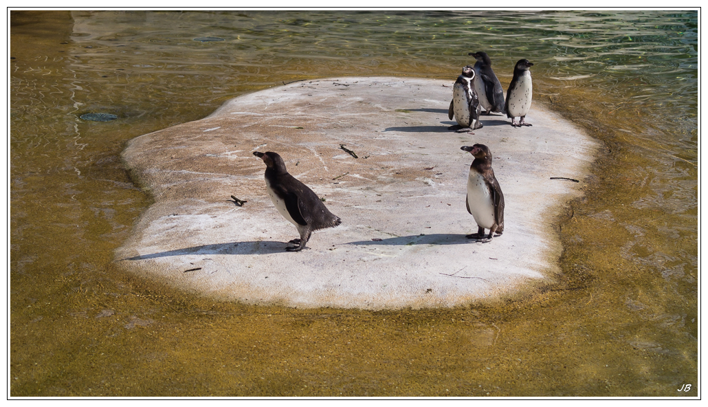 Zoo de Beauval : les oiseaux 973458LR53P3130308