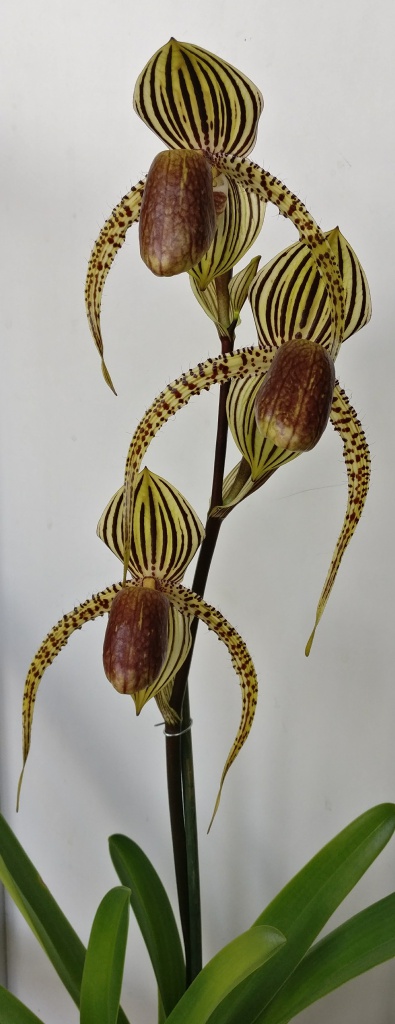 Paphiopedilum David Ott (P.rothschildianum x P.supardii) - Page 2 974279IMG2017062316052501