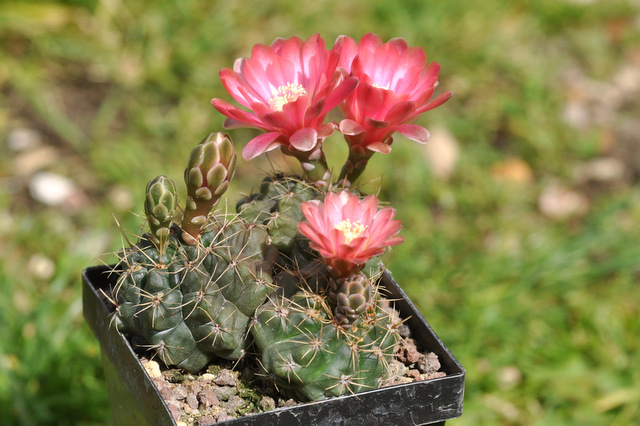 GYMNOCALYCIUM !!! - Page 4 975068baldianum2120605002