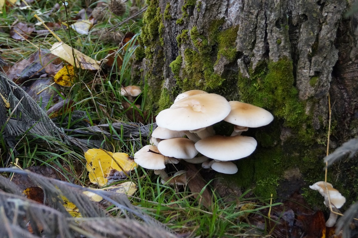 [fil ouvert] les champignons - Page 3 975601DSC03738