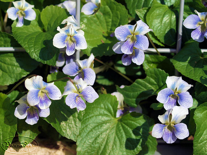 Les Fleurs de mon Jardin 976031violettes