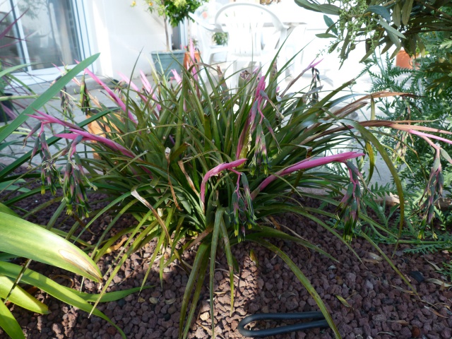 Billbergia nutans 9763542426