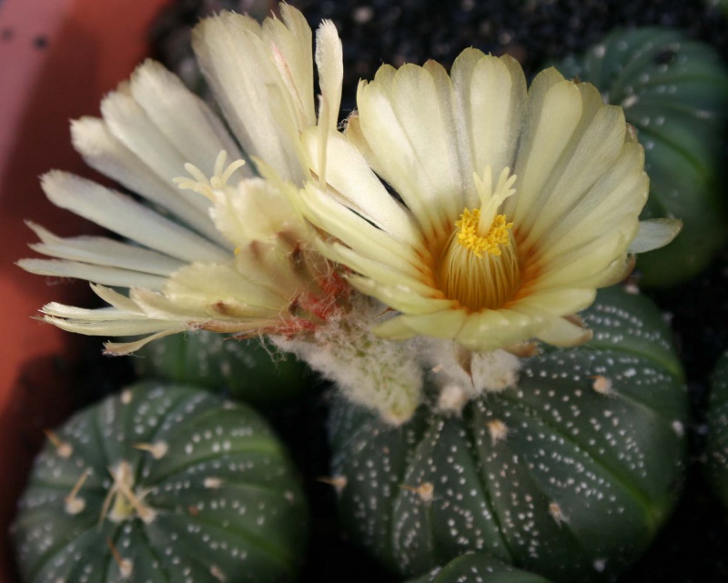 Astrophytum asterias : des bonbons au sucre glace 979861astrophytumfleurs