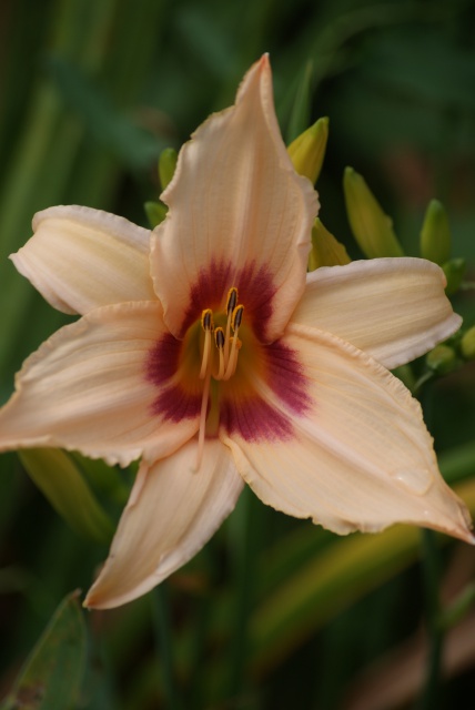 Hemerocallis - des variétés - Page 5 982237009