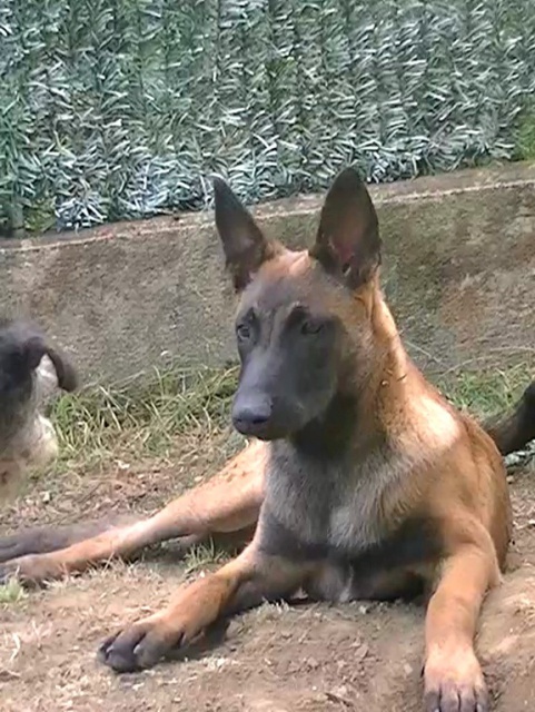 Un trio de malinois !  - Page 3 982936vlcsnap2012091712h18m33s125