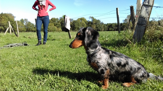 Louzou, petit boudin à poils longs! - Page 2 985000IMAG0440