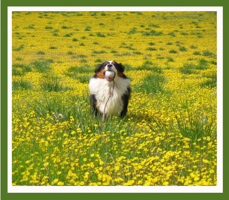 l histoire de mes chiens - L'histoire de mes LOULOUS...... 985011chienjaune