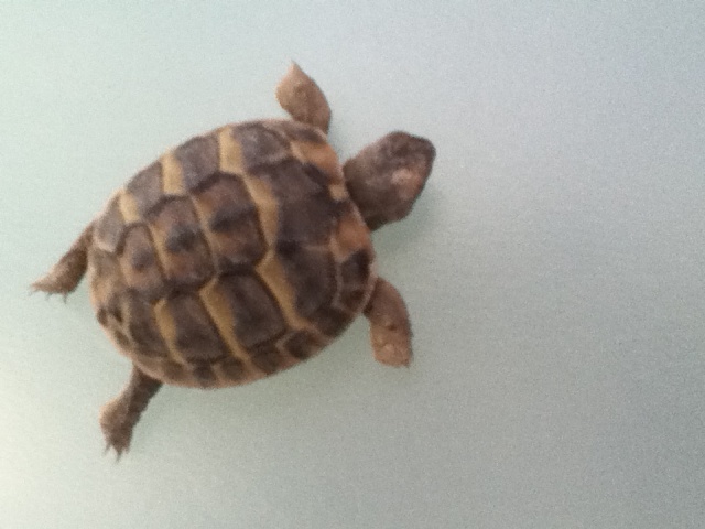 de quel race sont mes petites tortues 986632baladesurmonbureau2