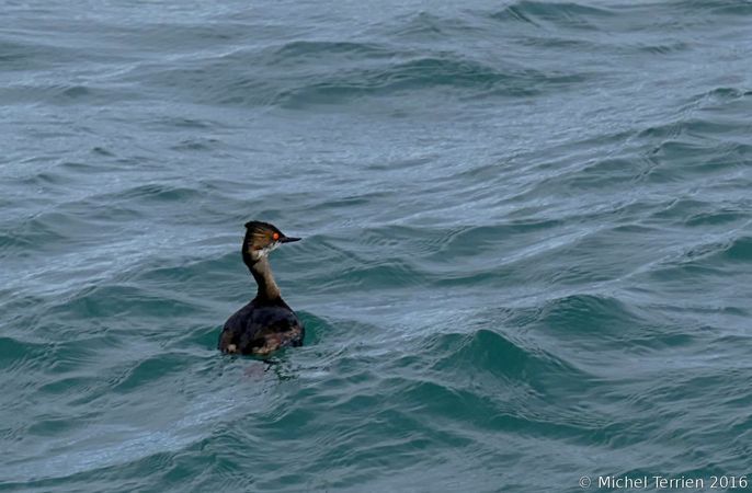 [Grèbe à cou noir (Podiceps nigricollis)] Identification grèbes 987163Grebe1A